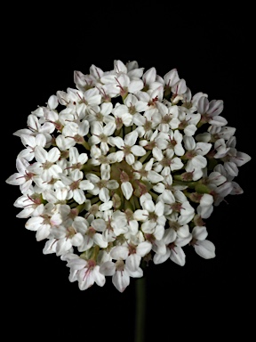 APII jpeg image of Trachymene incisa subsp. incisa  © contact APII