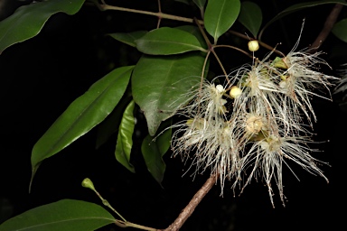 APII jpeg image of Syzygium oleosum  © contact APII