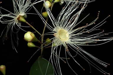 APII jpeg image of Syzygium oleosum  © contact APII