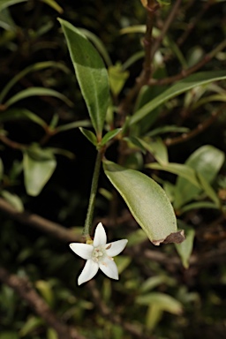 APII jpeg image of Psychotria simmondsiana  © contact APII