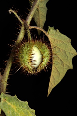 APII jpeg image of Solanum ultraspinosum  © contact APII
