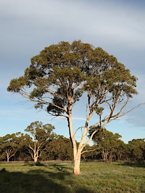 APII jpeg image of Eucalyptus populnea  © contact APII