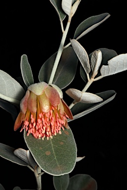 APII jpeg image of Diplolaena grandiflora  © contact APII