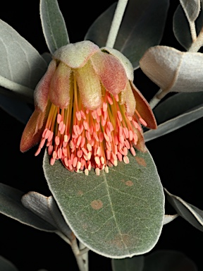 APII jpeg image of Diplolaena grandiflora  © contact APII