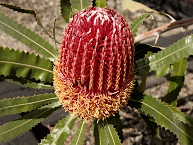 APII jpeg image of Banksia menziesii  © contact APII