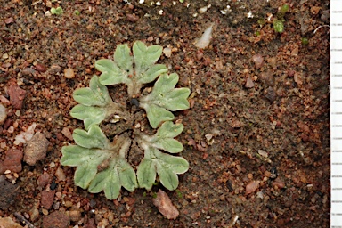 APII jpeg image of Riccia sorocarpa  © contact APII