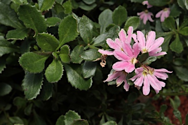 APII jpeg image of Scaevola humilis  © contact APII