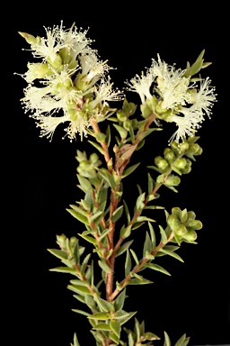 APII jpeg image of Melaleuca bracteata  © contact APII