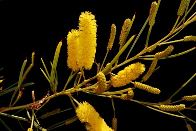 APII jpeg image of Acacia chisholmii  © contact APII