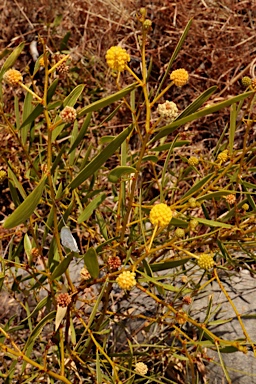 APII jpeg image of Acacia phlebocarpa  © contact APII