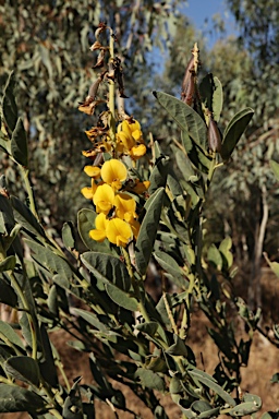 APII jpeg image of Crotalaria novae-hollandiae subsp. novae-hollandiae  © contact APII