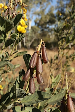 APII jpeg image of Crotalaria novae-hollandiae subsp. novae-hollandiae  © contact APII