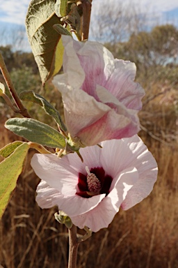 APII jpeg image of Gossypium australe  © contact APII