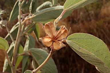 APII jpeg image of Gossypium australe  © contact APII