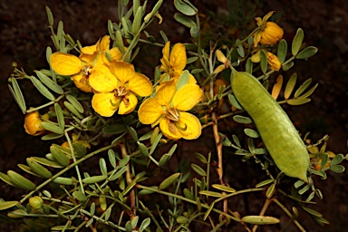 APII jpeg image of Senna glutinosa subsp. x luerssenii  © contact APII