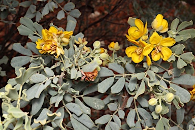 APII jpeg image of Senna artemisioides subsp. oligophylla  © contact APII