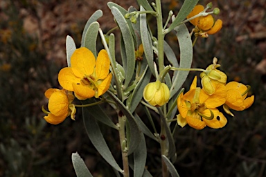 APII jpeg image of Senna phyllodinea  © contact APII