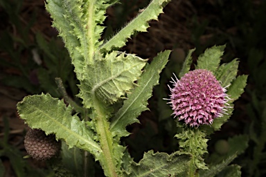 APII jpeg image of Pterocaulon serrulatum  © contact APII