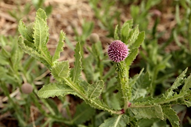 APII jpeg image of Pterocaulon serrulatum  © contact APII