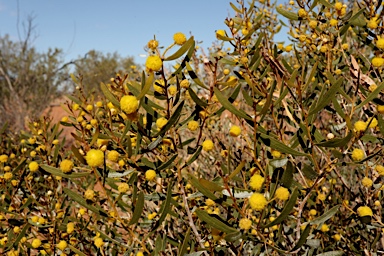 APII jpeg image of Acacia dictyophleba  © contact APII