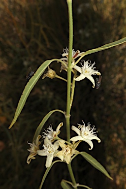 APII jpeg image of Cynanchum floribundum  © contact APII