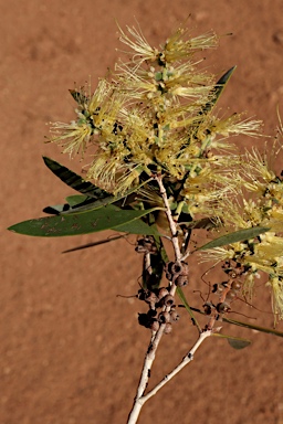 APII jpeg image of Melaleuca nervosa  © contact APII