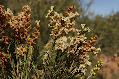 APII jpeg image of Melaleuca trichostachya  © contact APII