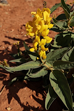 APII jpeg image of Crotalaria novae-hollandiae subsp. lasiophylla  © contact APII