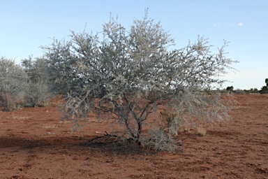 APII jpeg image of Acacia victoriae subsp. arida  © contact APII