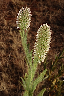 APII jpeg image of Pterocaulon serrulatum var. velutinum  © contact APII