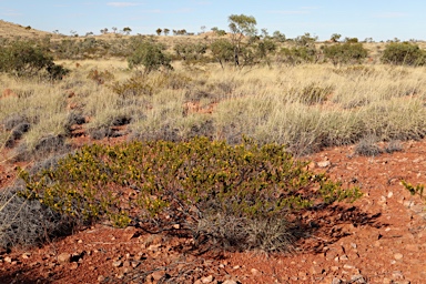 APII jpeg image of Acacia spondylophylla  © contact APII