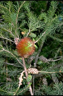 APII jpeg image of Melaleuca calothamnoides  © contact APII