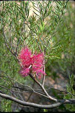 APII jpeg image of Melaleuca fulgens subsp. fulgens  © contact APII