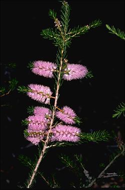 APII jpeg image of Melaleuca glaberrima  © contact APII