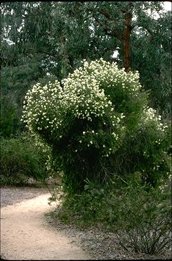 APII jpeg image of Melaleuca groveana  © contact APII