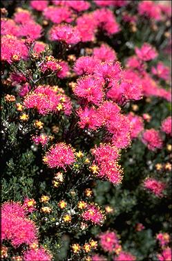 APII jpeg image of Melaleuca scabra  © contact APII