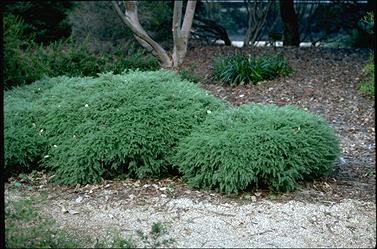 APII jpeg image of Melaleuca incana 'Velvet Cushions'  © contact APII