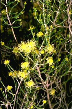 APII jpeg image of Melaleuca micromera  © contact APII