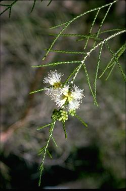 APII jpeg image of Melaleuca minutifolia subsp. minutifolia  © contact APII