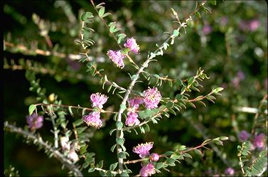 APII jpeg image of Melaleuca platycalyx  © contact APII