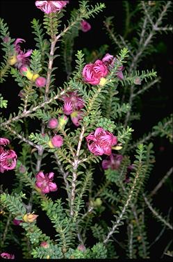 APII jpeg image of Melaleuca pulchella  © contact APII