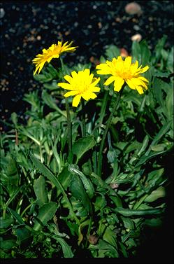 APII jpeg image of Microseris lanceolata  © contact APII