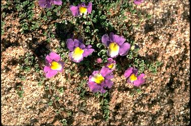 APII jpeg image of Mimulus repens  © contact APII