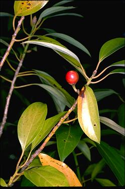 APII jpeg image of Neolitsea australiensis  © contact APII