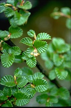 APII jpeg image of Nothofagus gunnii  © contact APII