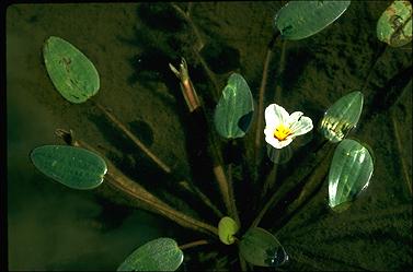 APII jpeg image of Ottelia ovalifolia  © contact APII