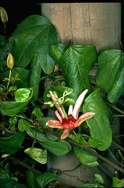 APII jpeg image of Passiflora aurantia  © contact APII