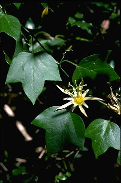 APII jpeg image of Passiflora herbertiana  © contact APII