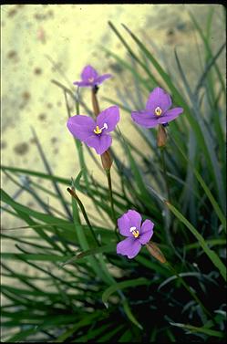 APII jpeg image of Patersonia occidentalis  © contact APII