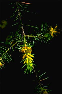 APII jpeg image of Persoonia acerosa  © contact APII